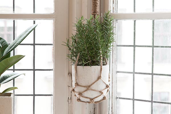 bloemen en planten in je interieur